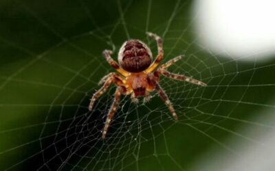 Plates-formes numériques: les nouveaux gardiens