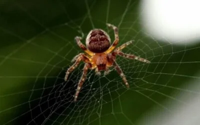 Digital platforms: the new gatekeepers