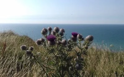 « Notre Mère la Terre »