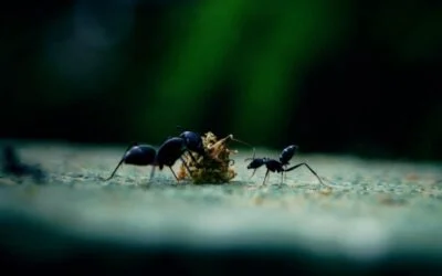 Vous chantiez ? J&rsquo;en suis fort aise.